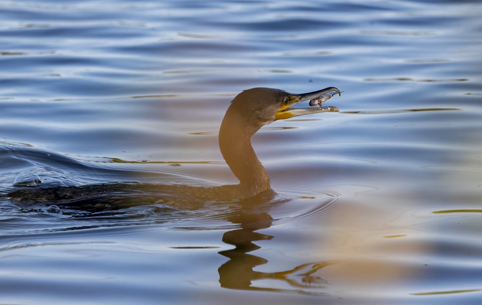 Cormorant , 1/2500 sec, f/7.1, 500 mm, ISO 1250