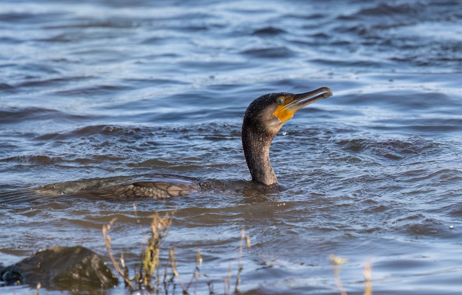 Cormorant , 1/2500 sec, f/7.1, 500 mm, ISO 2000