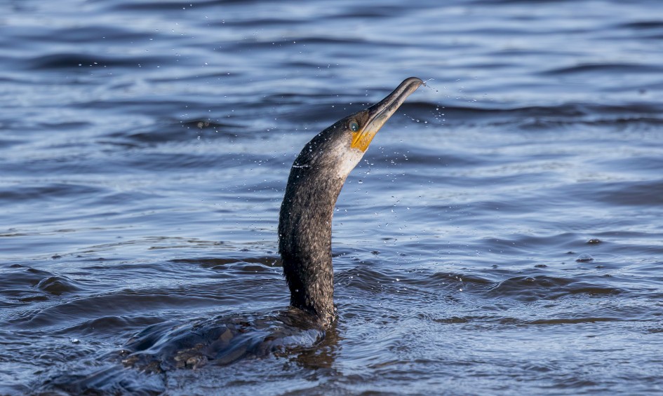 Cormorant , 1/2000 sec, f/7.1, 500 mm, ISO 1250