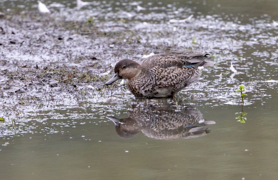 Teal, 1/500 sec, f/7.1, 500 mm, ISO 2500
