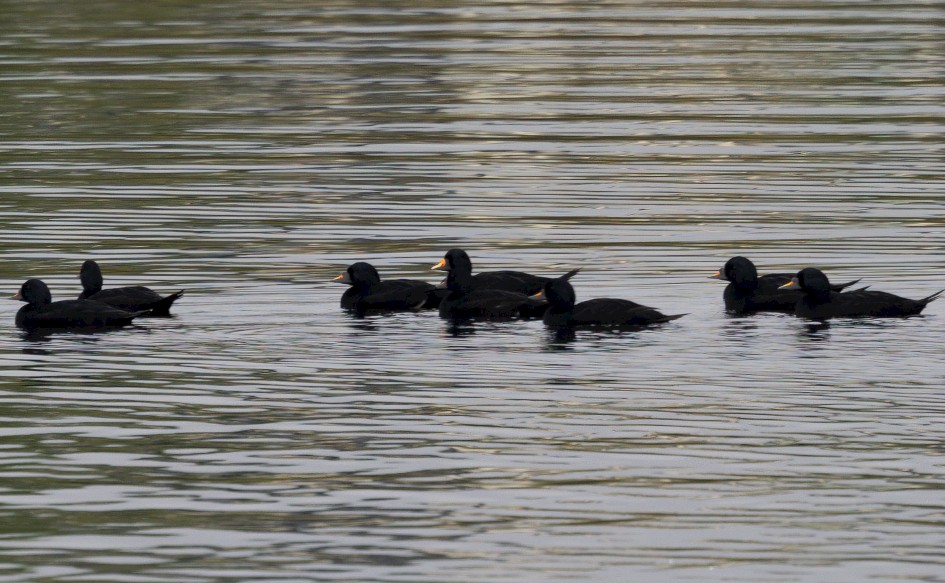 Common Scoter (male with bright bill), 1/80 sec, f/7.1, 500 mm, ISO 100