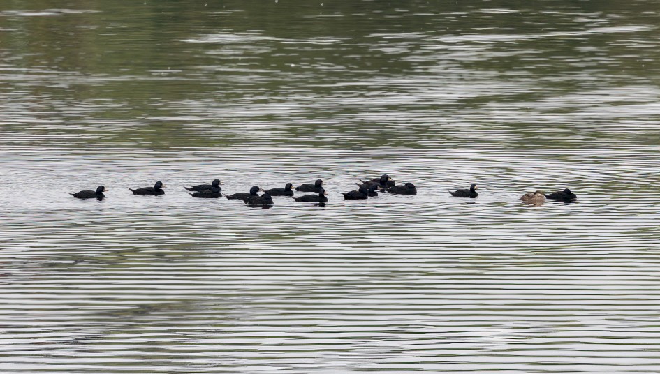 Common Scoter, 1/80 sec, f/7.1, 500 mm, ISO 160