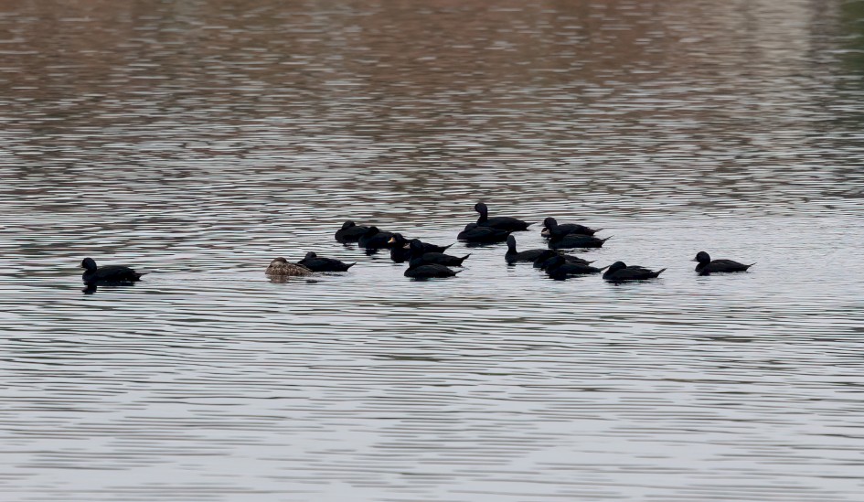 Common Scoter, 1/640 sec, f/7.1, 500 mm, ISO 640