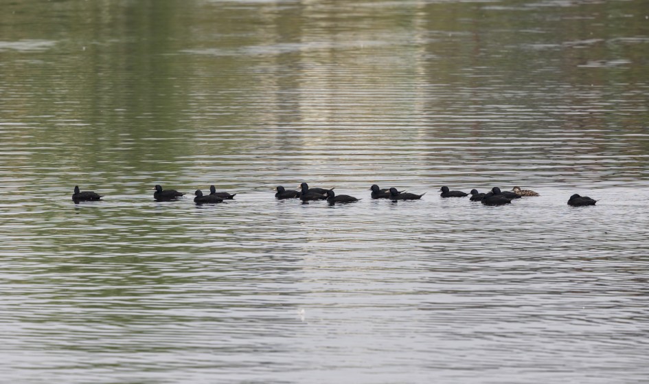 Common Scoter, 1/80 sec, f/7.1, 500 mm, ISO 100