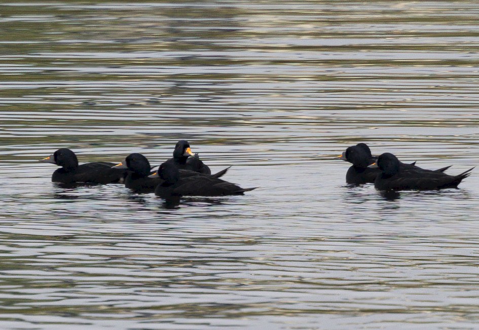 Common Scoter (male with bright bill), 1/80 sec, f/7.1, 500 mm, ISO 100