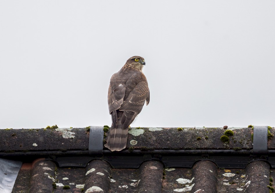 Sparrowhawk, 1/100 sec, f/7.1, 500 mm, ISO 100