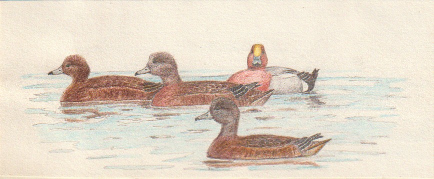 Wigeon & American Wigeon Hayle Estuary
