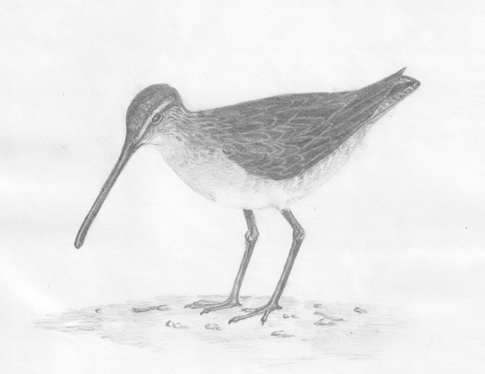 Long-billed Dowitcher Stithians Res