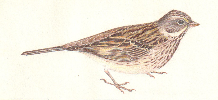 Ortolan Bunting