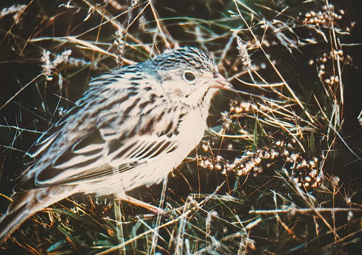 Ortolan Bunting 