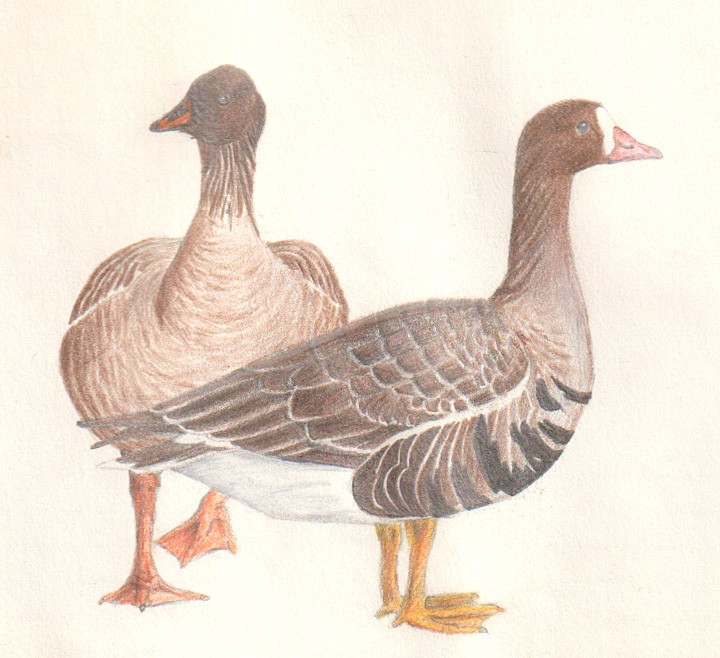 Bean And White-fronted Goose