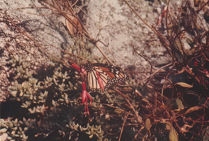 Monarch Butterfly - Photographer Unknown