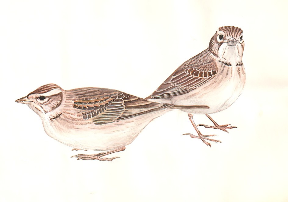 Short-toed Larks