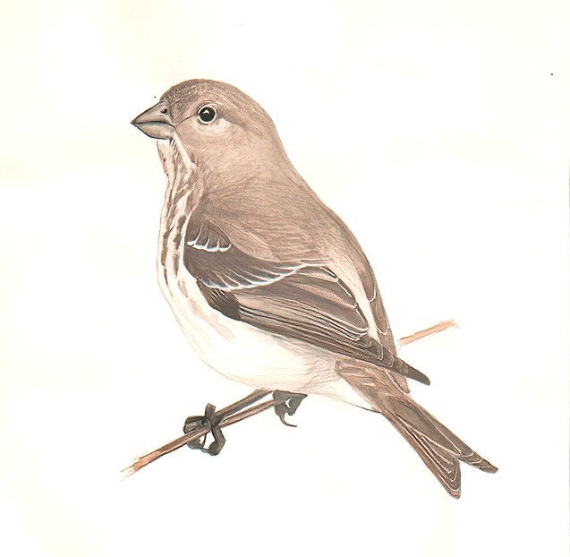 Scarlet Rosefinch
