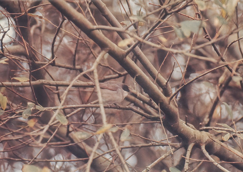 Orphean Warbler (photographer unknown)