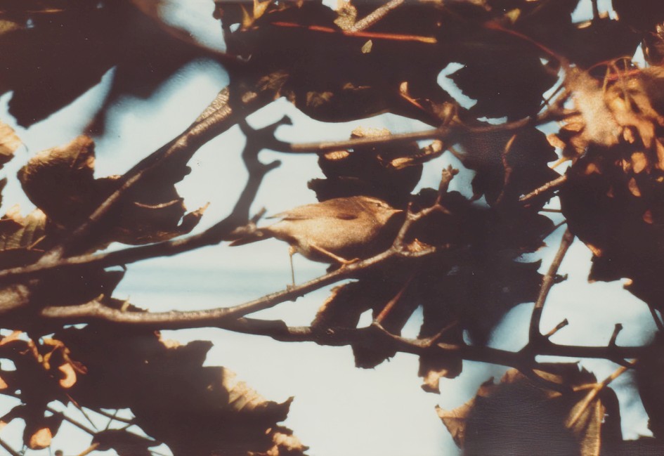 Dusky Warbler