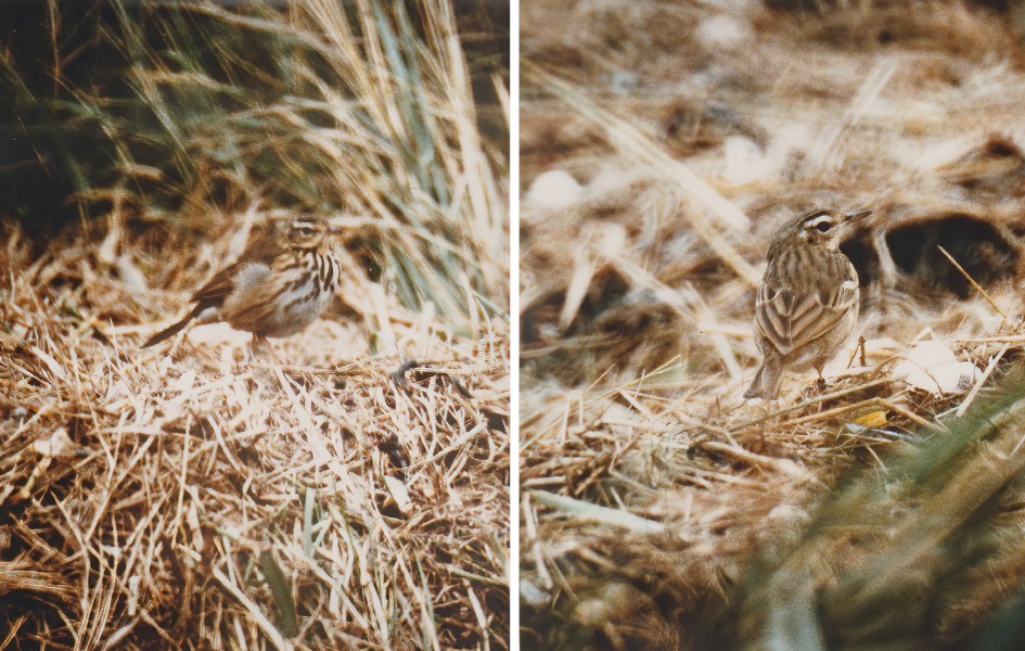 Olive-backed Pipit