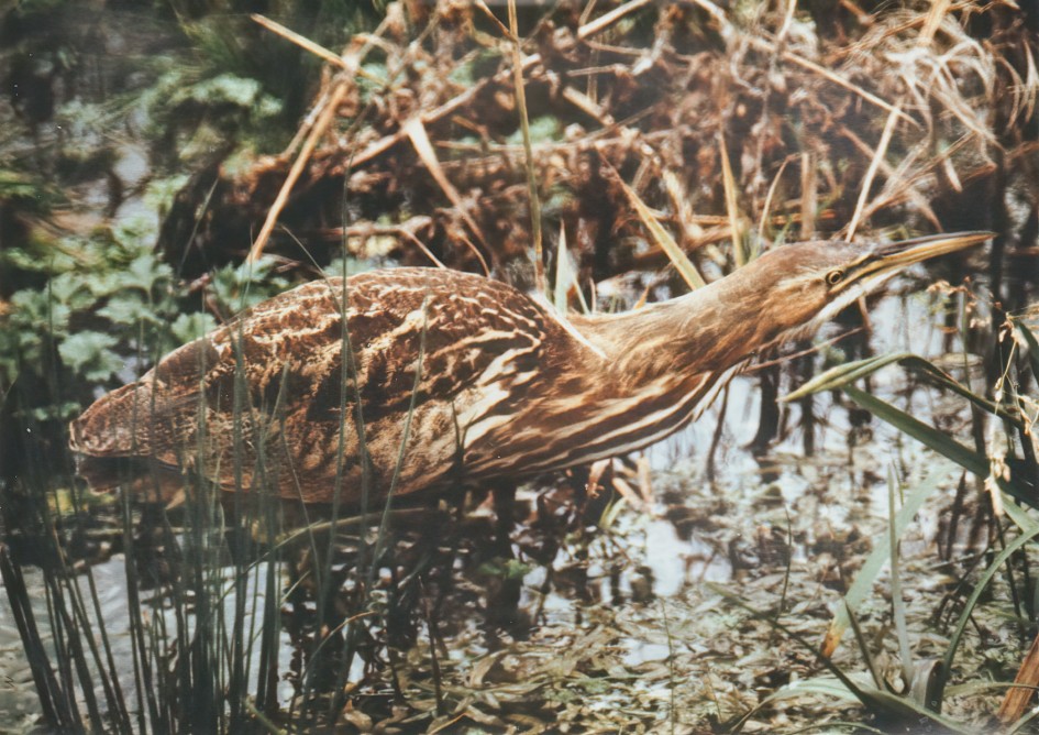 American Bittern. Photo (c) Tim Loseby