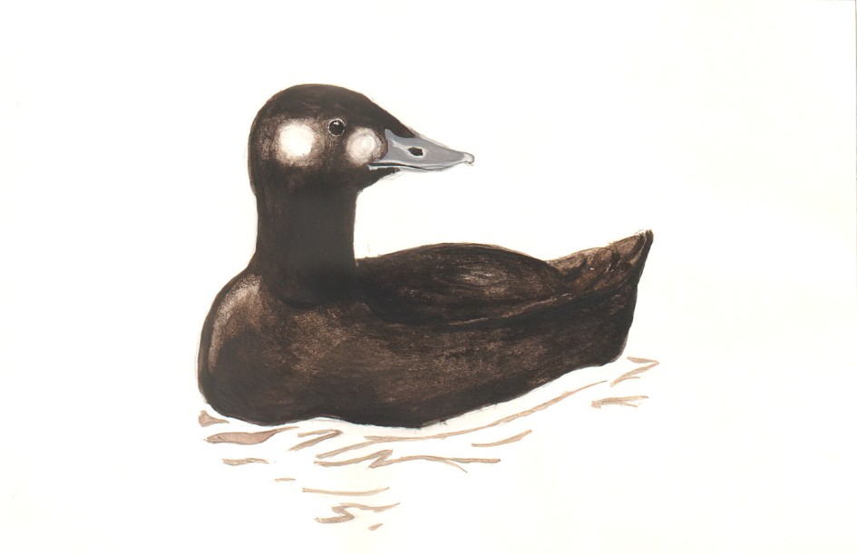 Surf Scoter