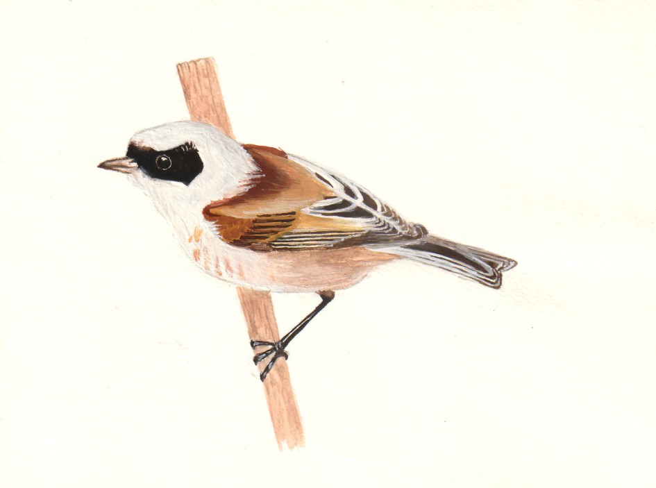 Penduline Tit