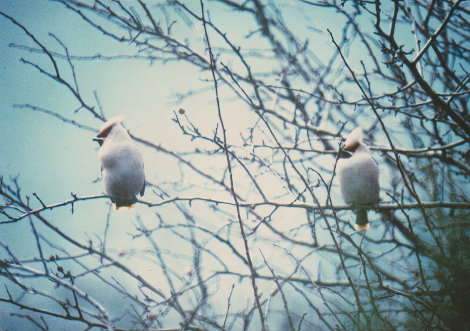 Waxwings
