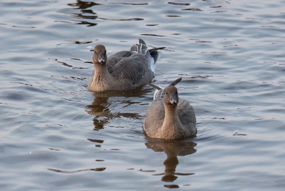 Pinkfeet-, 1/640 sec, f/6.3, 400 mm, ISO 6400