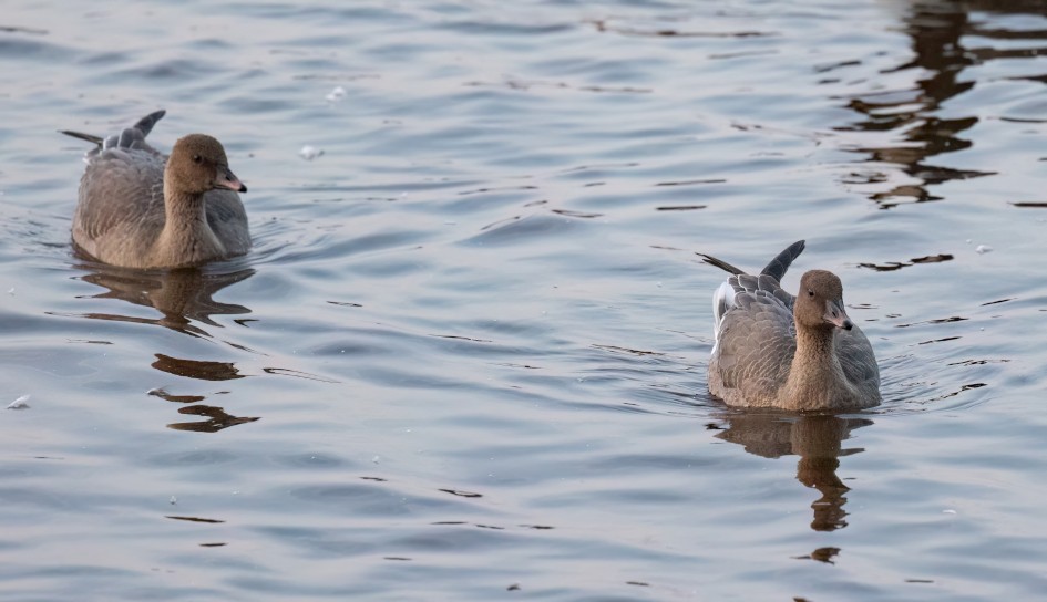 Pinkfeet, 1/500 sec, f/7.1, 500 mm, ISO 8000