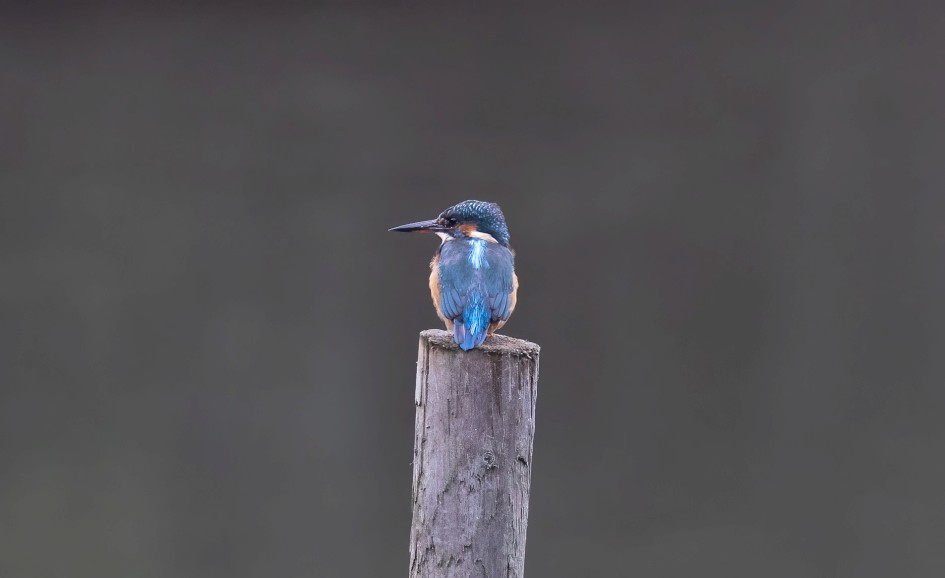 Kingfisher, 1/500 sec, f/7.1, 500 mm, ISO 3200