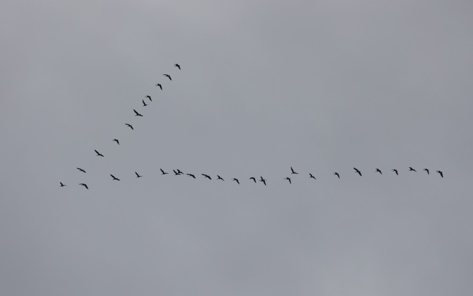 Pinkfeet, 1/640 sec, f/7.1, 500 mm, ISO 100