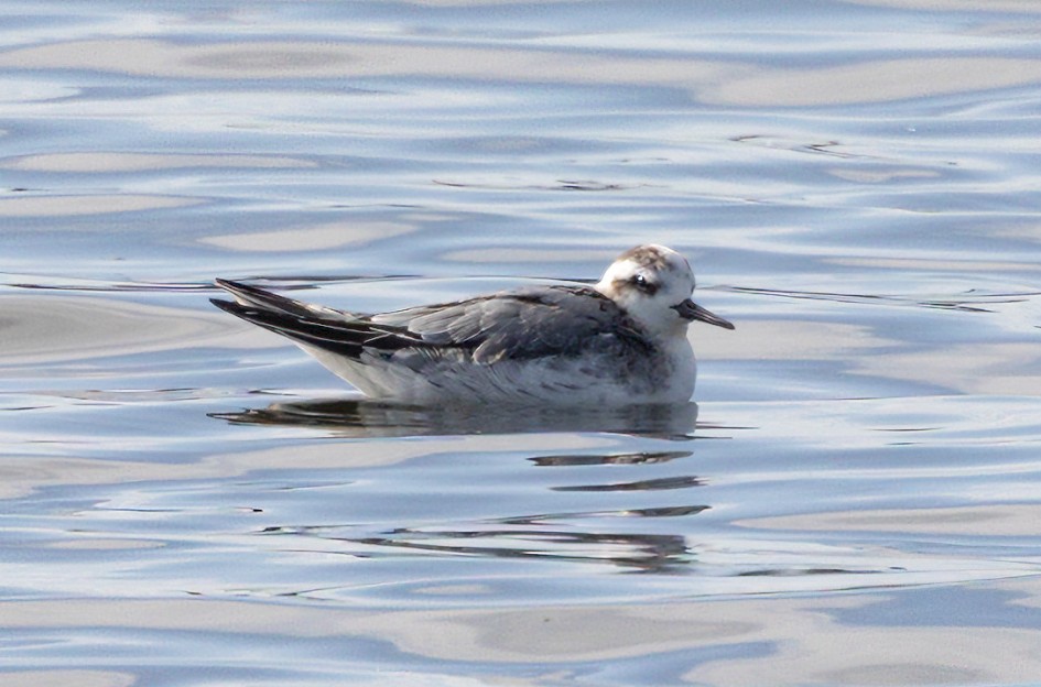 Grey Phalarope, 1/640 sec, f/7.1, 500 mm, ISO 200