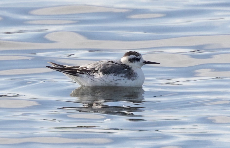 Grey Phalarope, 1/640 sec, f/7.1, 500 mm, ISO 200