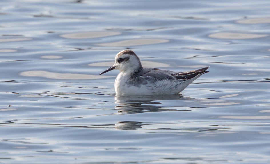 Grey Phalarope, 1/500 sec, f/7.1, 500 mm, ISO 125