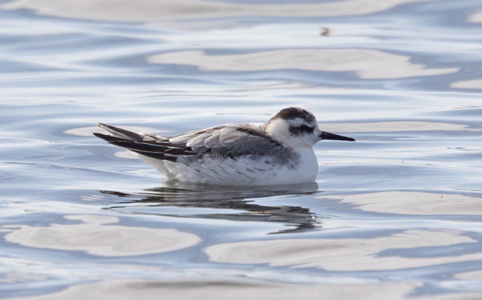 Grey Phalarope , 1/640 sec, f/7.1, 500 mm, ISO 200