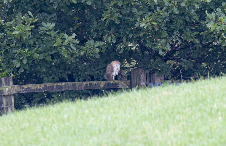 Barn Owl, 1/60 sec, f/7.1, 500 mm, ISO 400