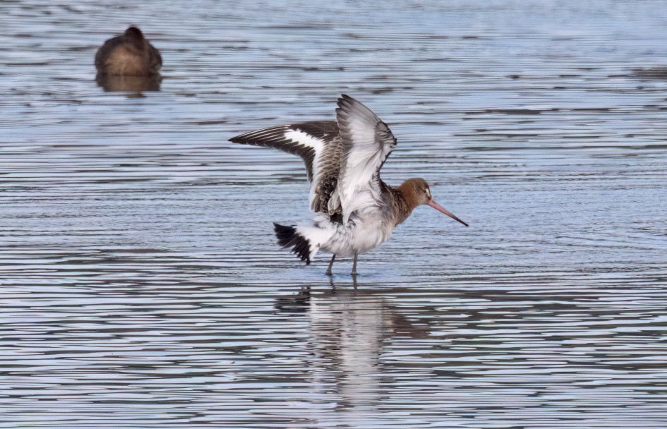 Black-tailed Godwit, 1/2500 sec, f/7.1, 500 mm, ISO 1000