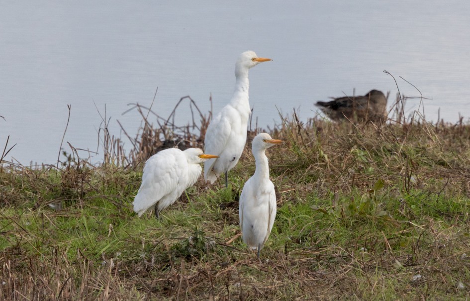 Cattle Egrets, 1/2500 sec, f/7.1, 500 mm, ISO 800