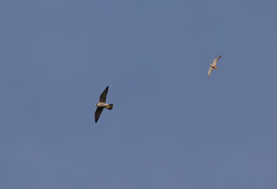 Peregrine And Hobby, 1/640 sec, f/7.1, 500 mm, ISO 100