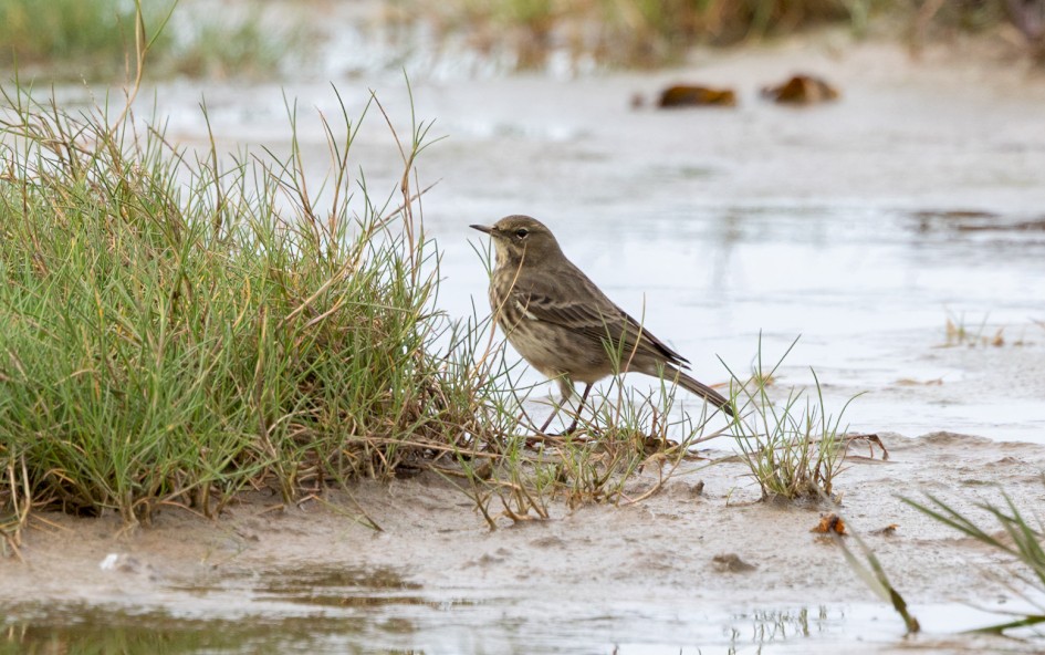 Rock Pipit, 1/640 sec, f/7.1, 500 mm, ISO 400