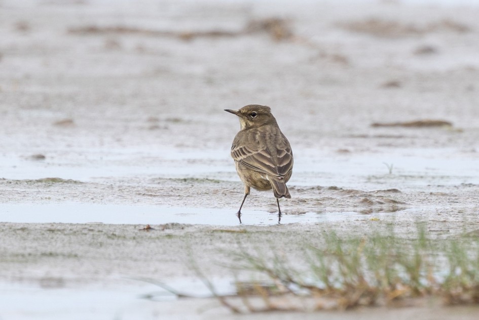 Rock Pipit A, 1/500 sec, f/7.1, 500 mm, ISO 400