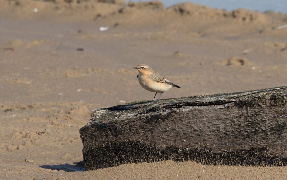 Wheatear, 1/500 sec, f/7.1, 500 mm, ISO 125