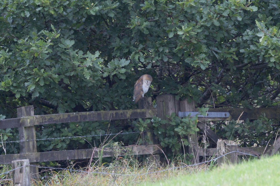 Barn Owl, 1/60 sec, f/7.1, 500 mm, ISO 500