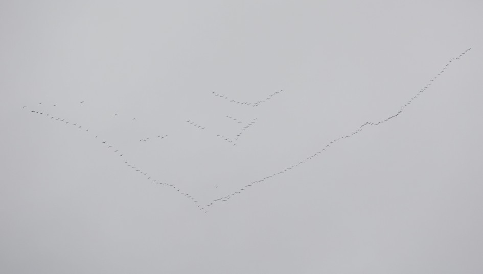 Pinkfeet, 1/500 sec, f/5.6, 254 mm, ISO 160