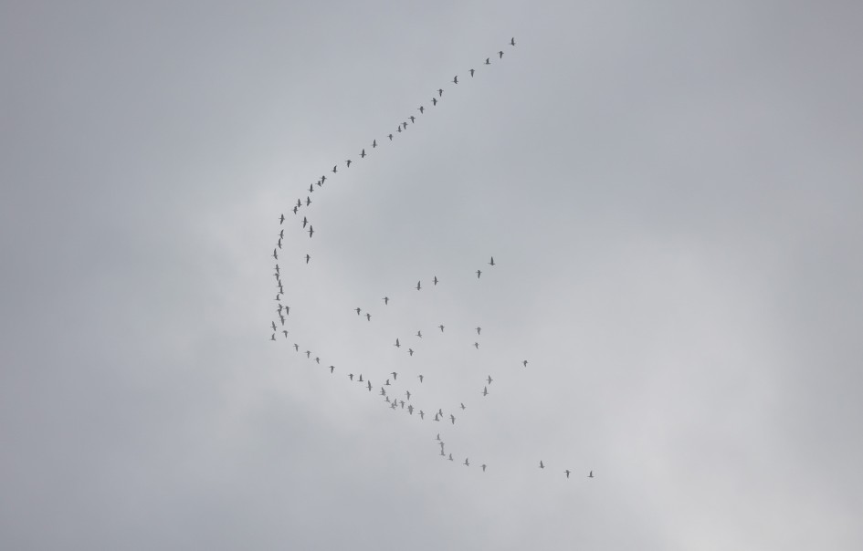 Pinkfeet, 1/1250 sec, f/5.6, 300 mm, ISO 100