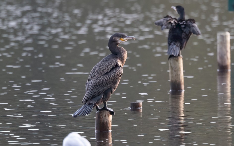 Cormorant, 1/640 sec, f/7.1, 500 mm, ISO 2500