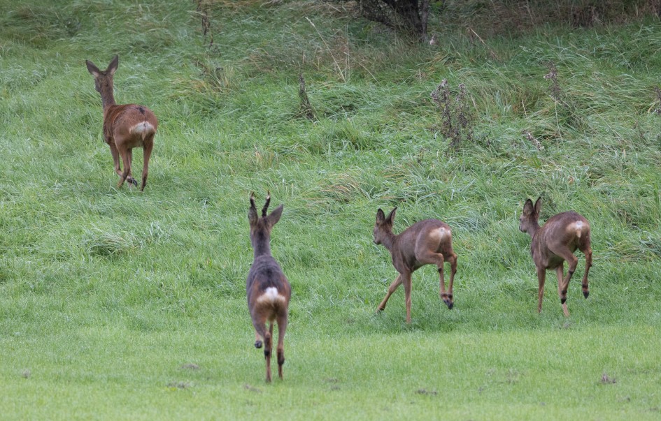 Roe Deer, 1/640 sec, f/7.1, 500 mm, ISO 1600