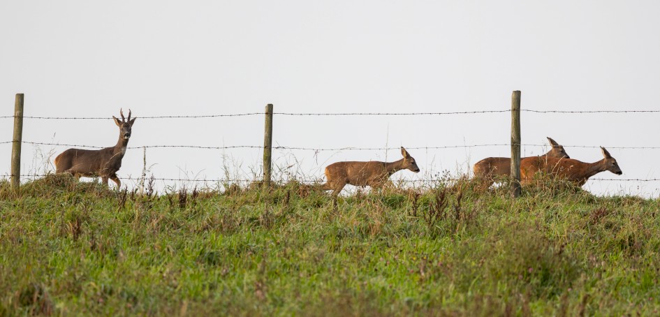 Roe Deer , 1/640 sec, f/6.3, 451 mm, ISO 500