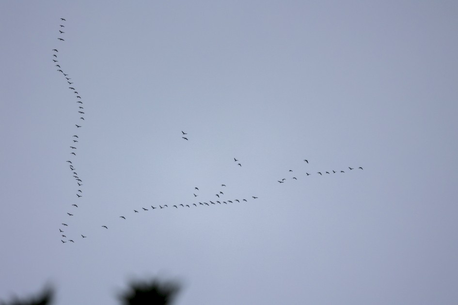Pinkfeet, 1/640 sec, f/6.3, 400 mm, ISO 320