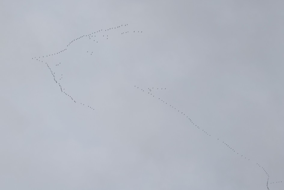 Pinkfeet, 1/640 sec, f/5.6, 100 mm, ISO 125