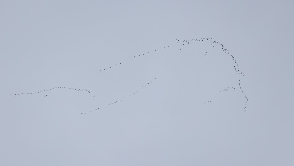 Pinkfeet , 1/500 sec, f/5.6, 135 mm, ISO 320