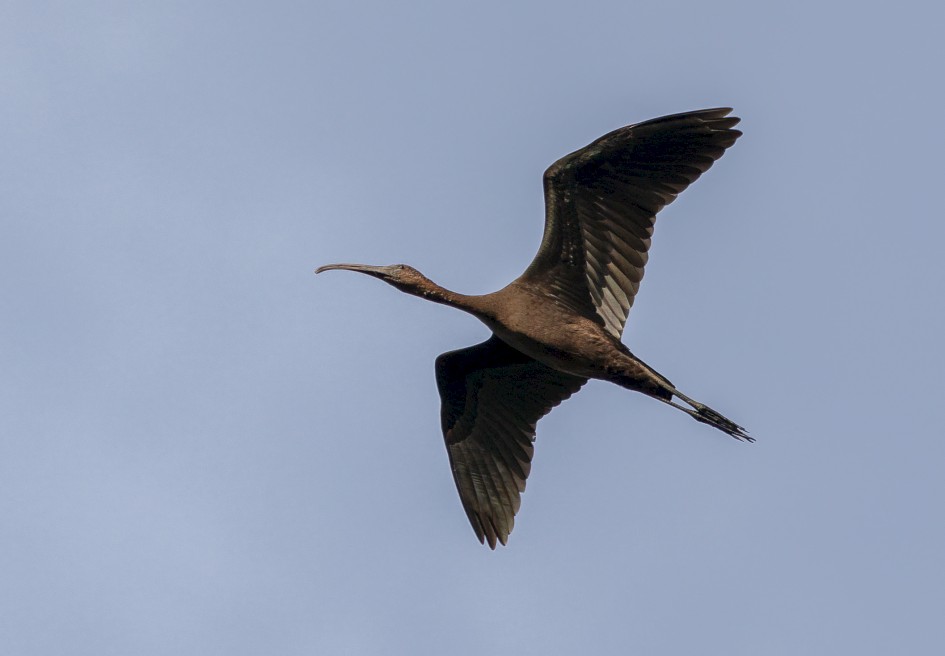 Glossy Ibis , 1/2000 sec, f/7.1, 500 mm, ISO 500